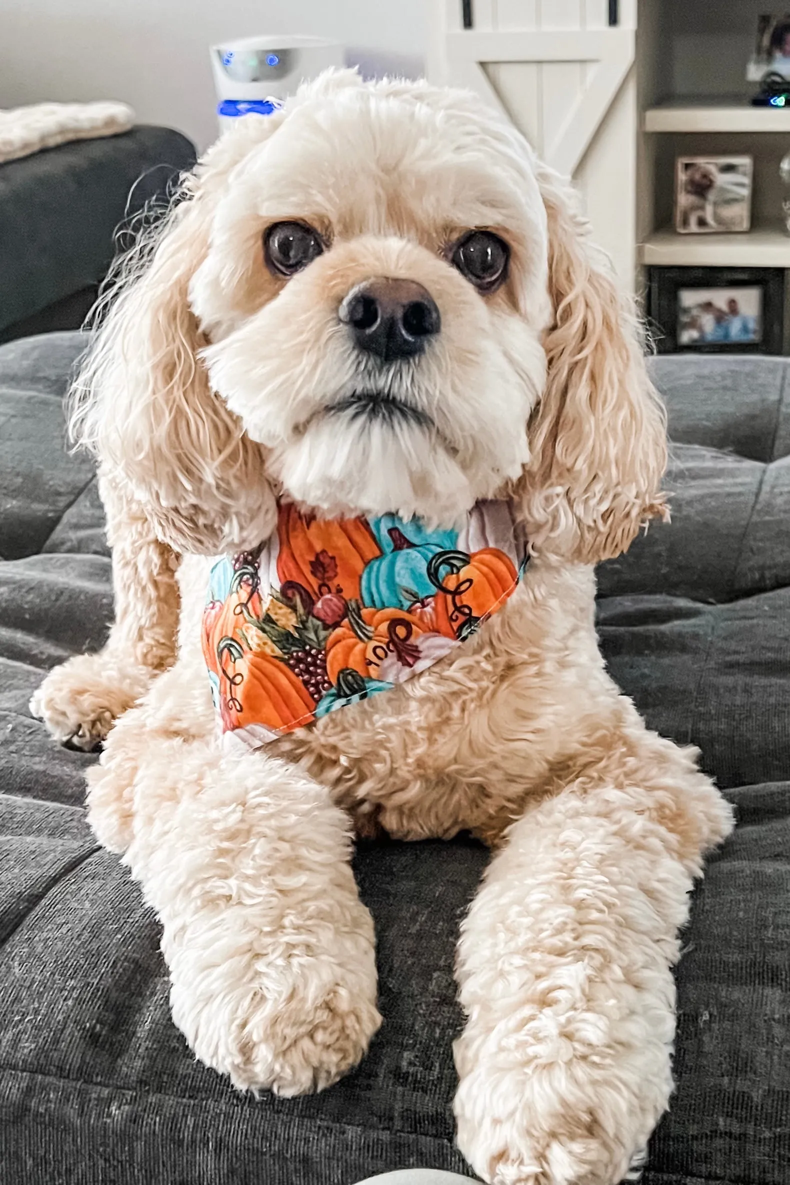 Elegant Pumpkins Bandana