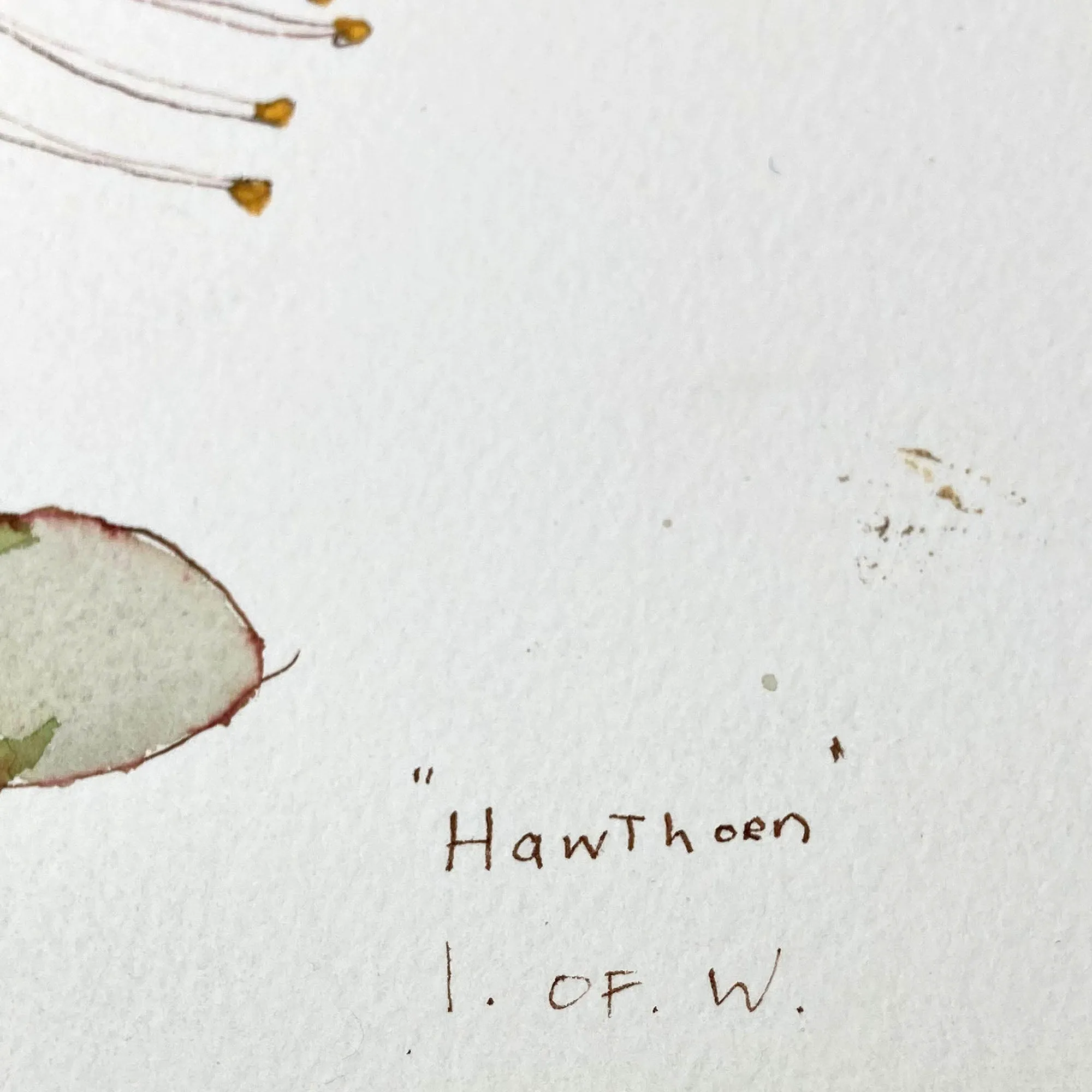 ORIGINAL WATERCOLOUR OF 'HAWTHORN' IN ISLE OF WIGHT - ANDREW LOGAN 1991